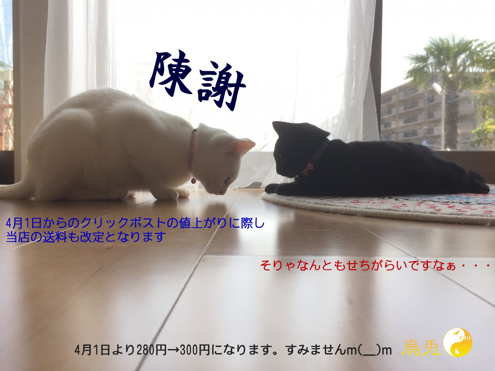 猫お詫び画像