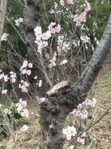桜の木画像